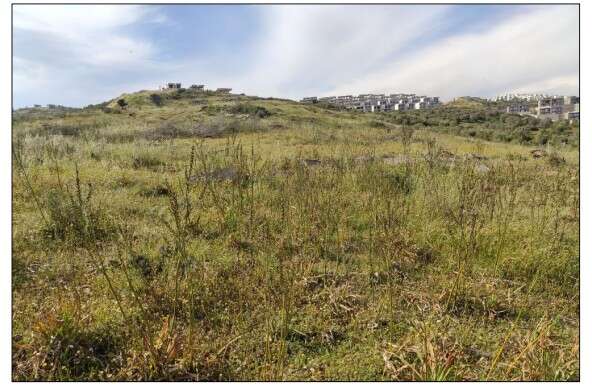 Milas Adabükü’nde 249 Odalı Turizm Tesisi İçin ÇED Süreci Başladı 6